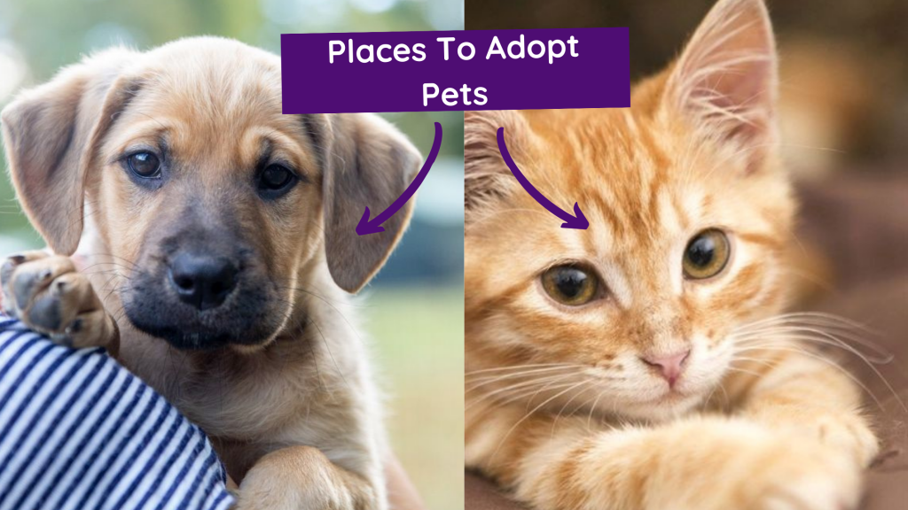 Pet Adoption Malaysia Places To Adopt Pets In Malaysia The Kind Helper