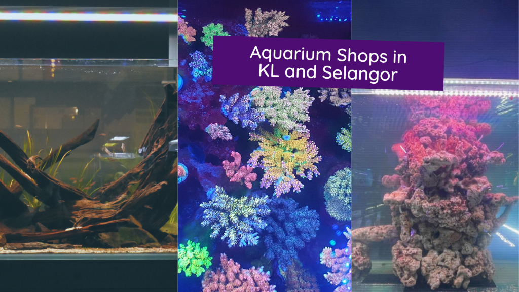 12 Aquarium Shops In KL And Selangor For Your Aquatic Animals The